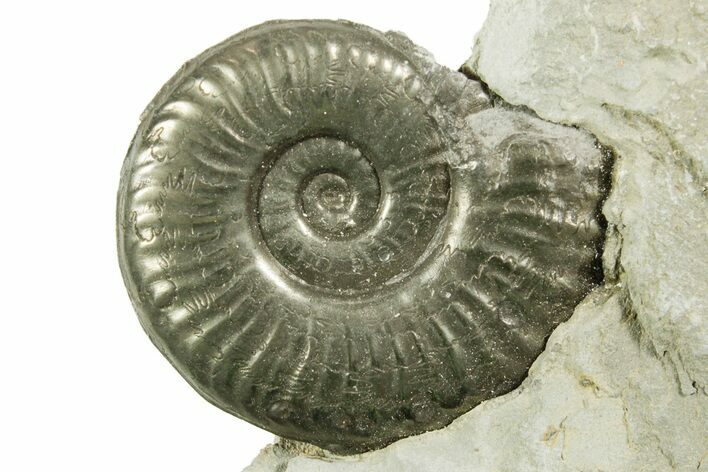 Pyritized Jurassic Ammonite (Fuciniceras) Fossil - France #367622